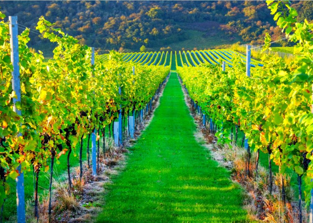Looking down two long rows of grape vines in a vineyard with lines of ripe red grapes on the vines in Sussex, england.
