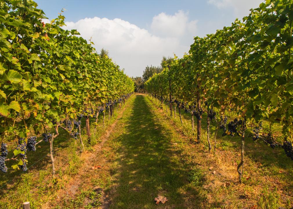 Down a row of vines in the Netherlands.