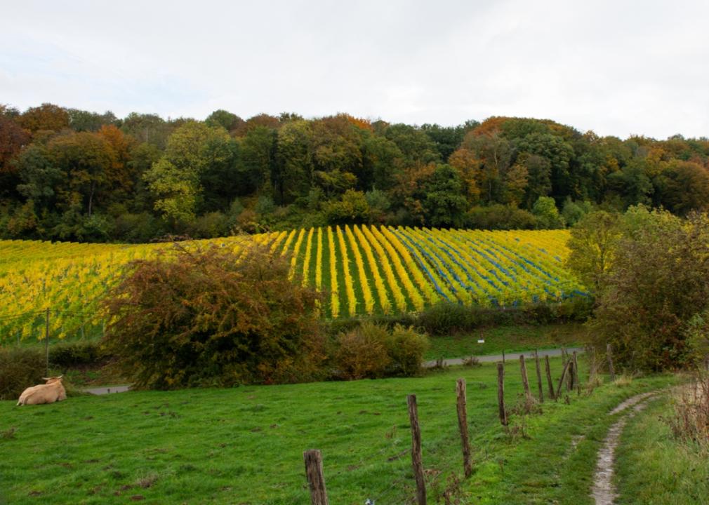 Autumn vineyard in Belgium.