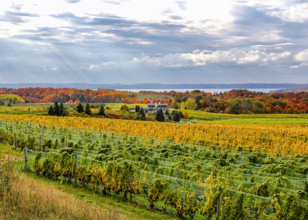 Fall color on vines in Old Mission Peninsula, Michigan.