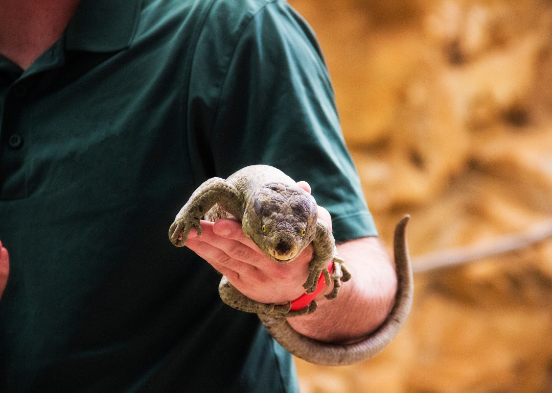 A zoo keeper holding a big lizard.