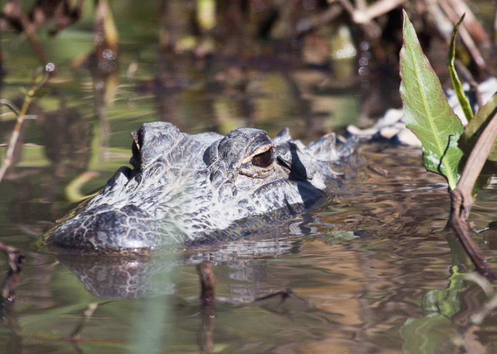 Close up of an alligator in water.