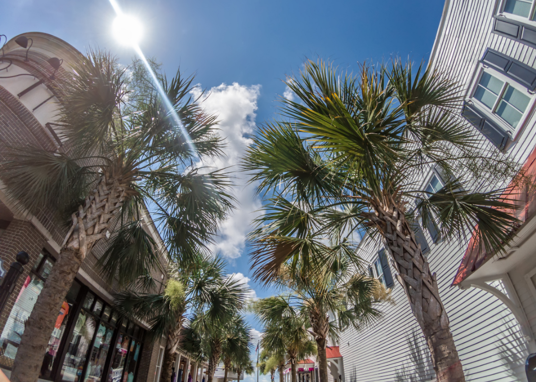 Palm trees line a city street