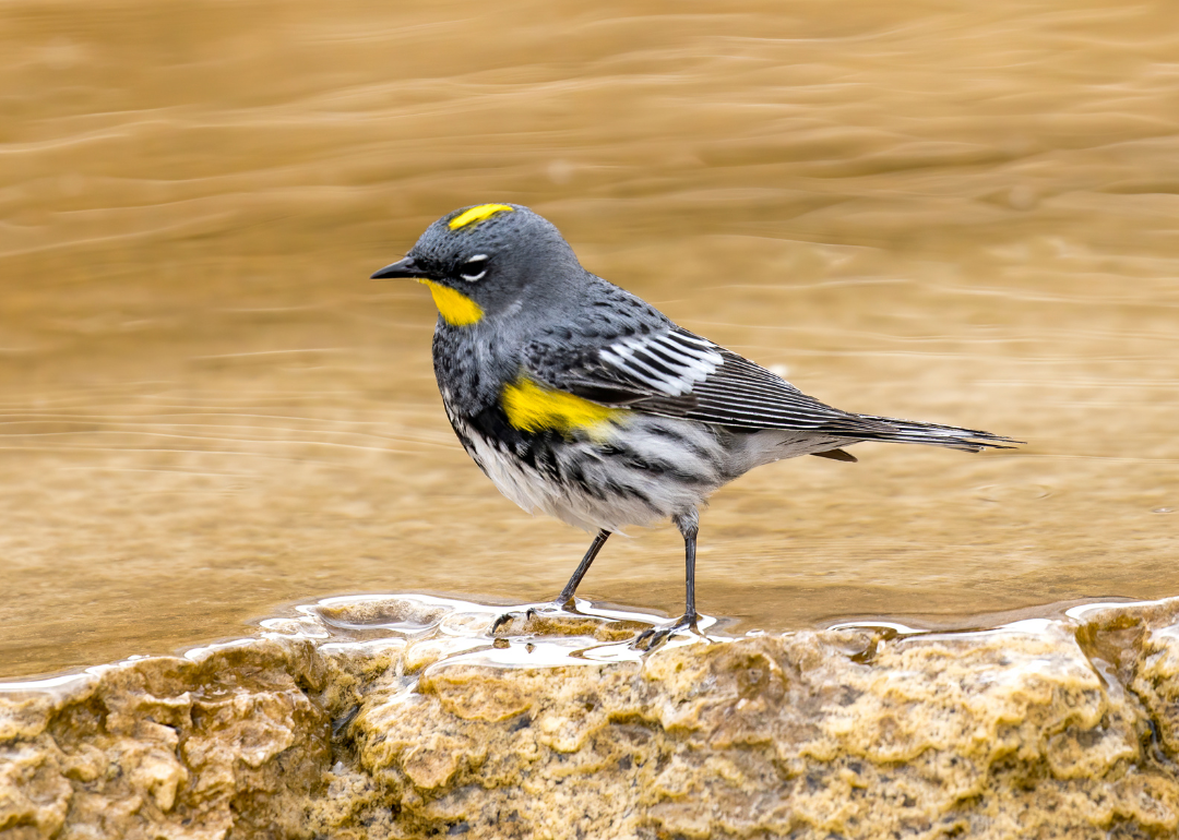 Yellow birds in utah