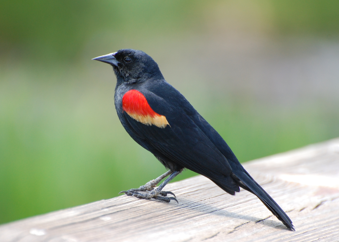 It's National Bird Day! Here Are 50 of the Most Commonly Seen Birds in North Carolina