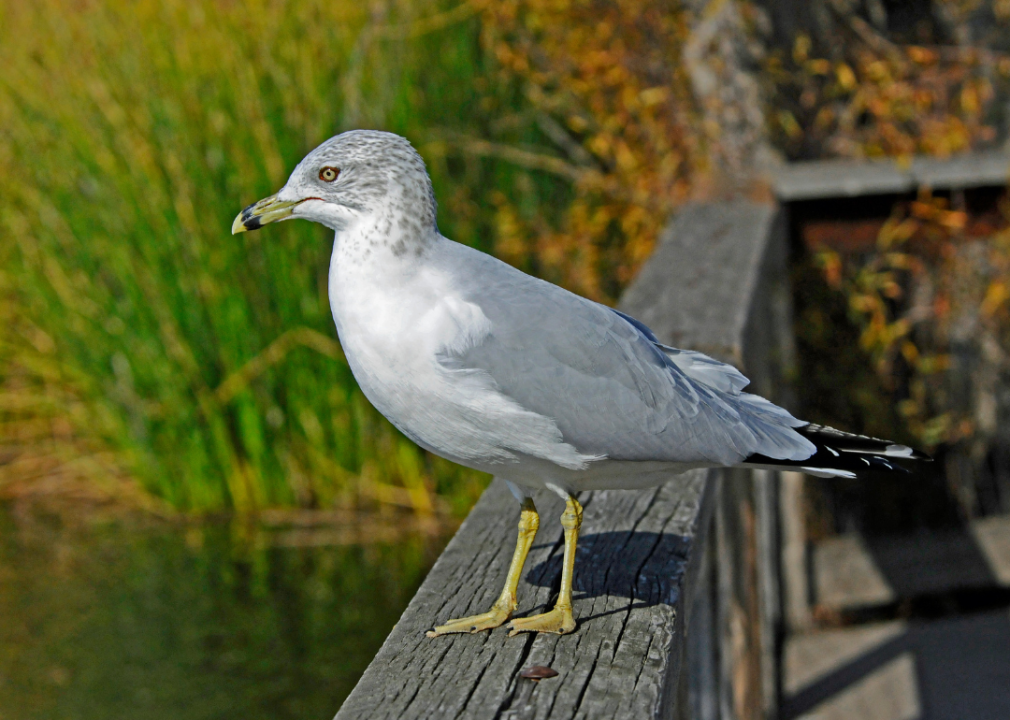 A ring-billed gull perched on a boardwalk.