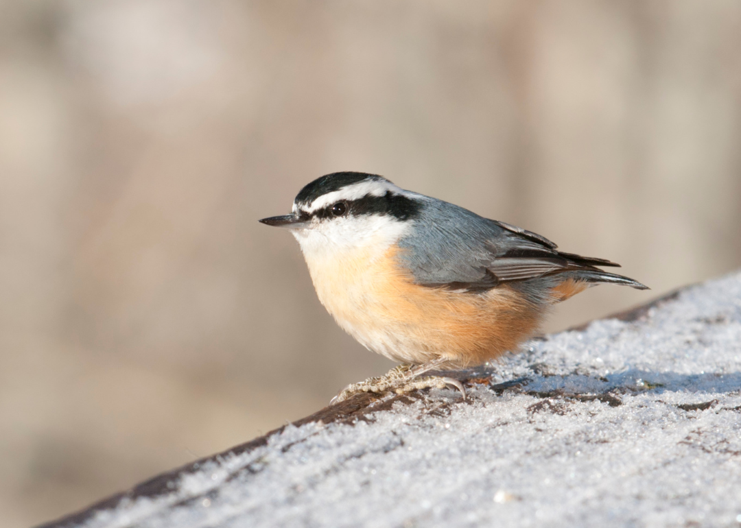 It's National Bird Day! Here Are 50 of the Most Commonly Seen Birds in North Carolina