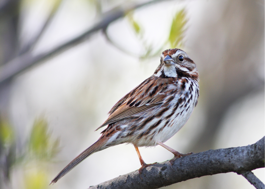 It's National Bird Day! Here Are 50 of the Most Commonly Seen Birds in North Carolina