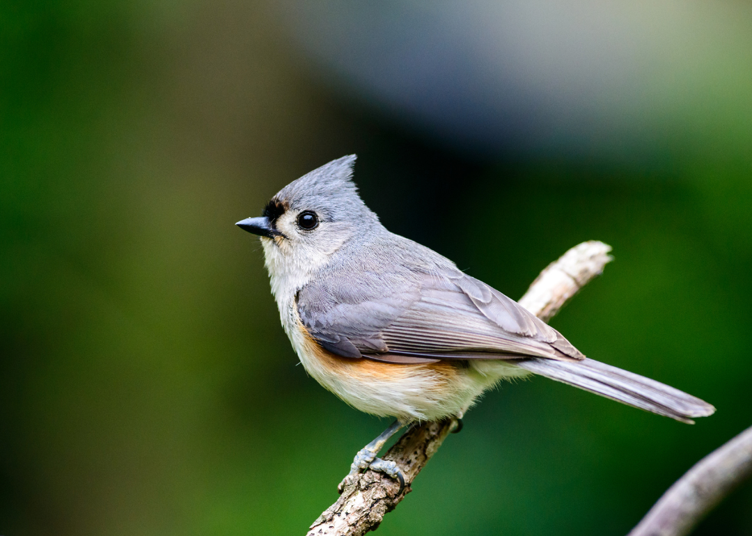 It's National Bird Day! Here Are 50 of the Most Commonly Seen Birds in North Carolina