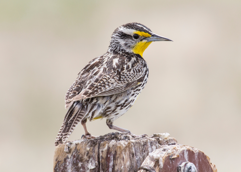 A Western meadowlark standing on a post.