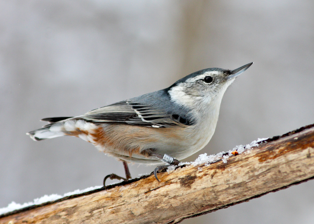 It's National Bird Day! Here Are 50 of the Most Commonly Seen Birds in North Carolina