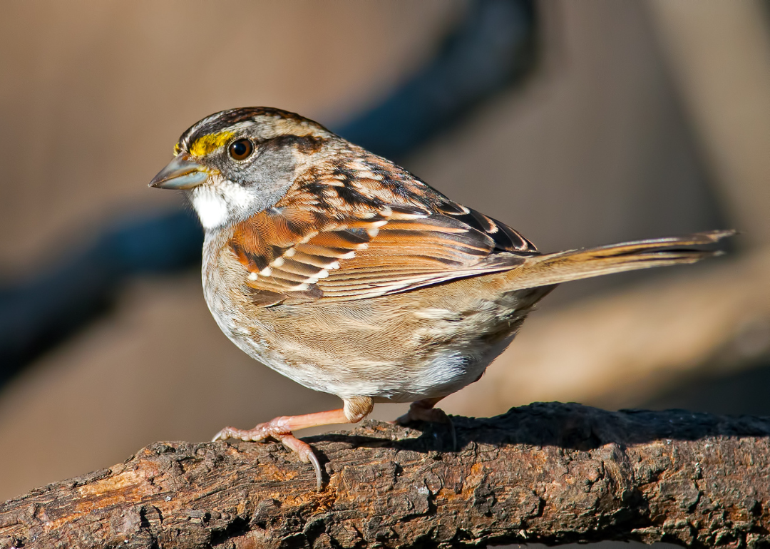 It's National Bird Day! Here Are 50 of the Most Commonly Seen Birds in North Carolina