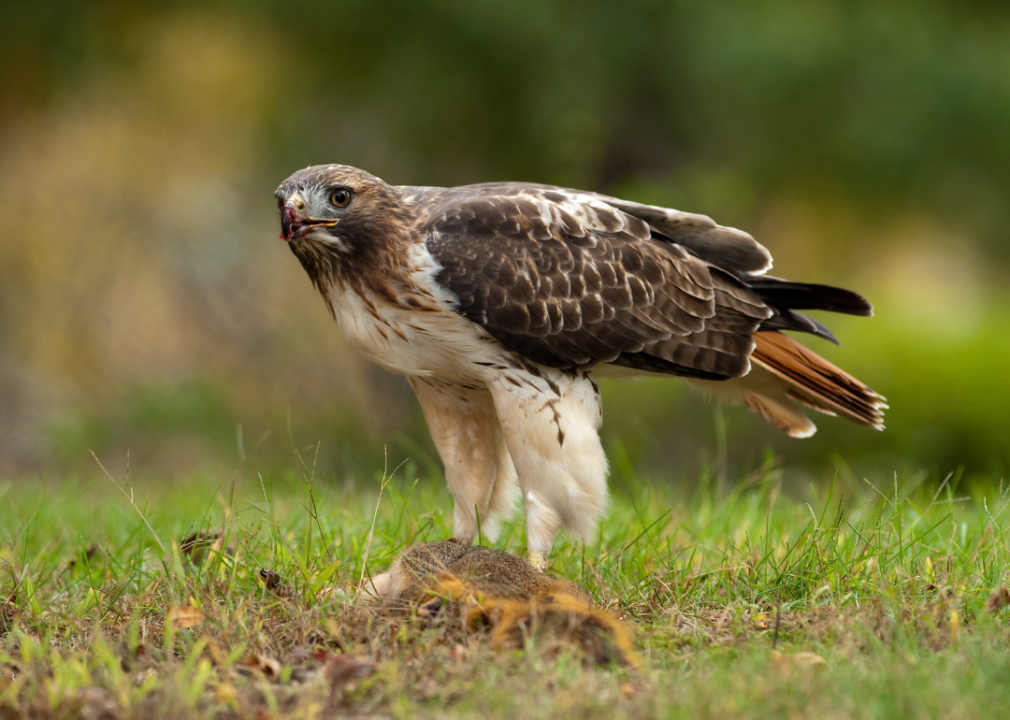 A red-tailed hawk standing in grass.