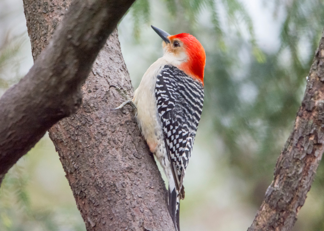 It's National Bird Day! Here Are 50 of the Most Commonly Seen Birds in North Carolina