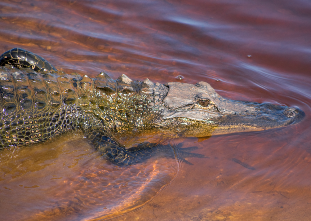 Alligator in water.