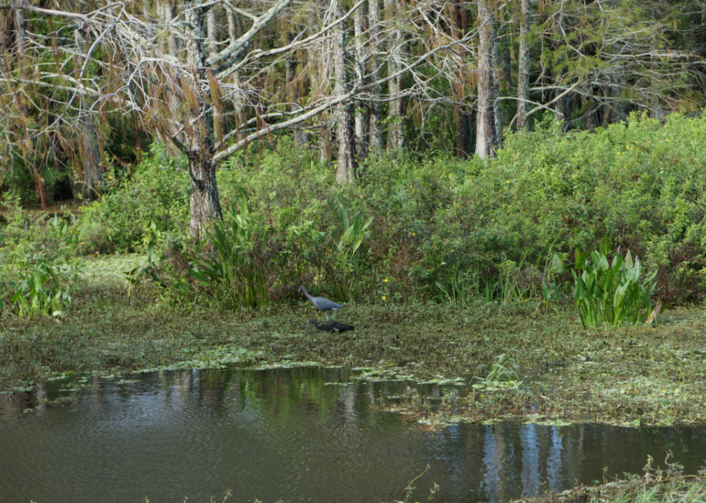 Swamp landscape with a bird in the water.