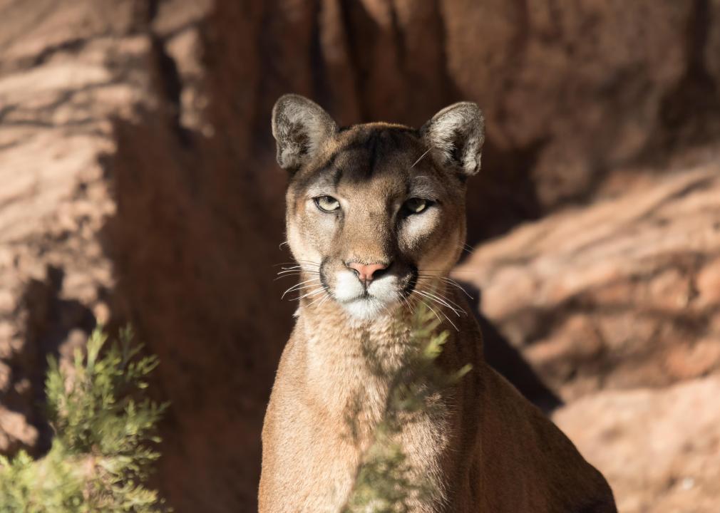 Close up of a mountain lion.