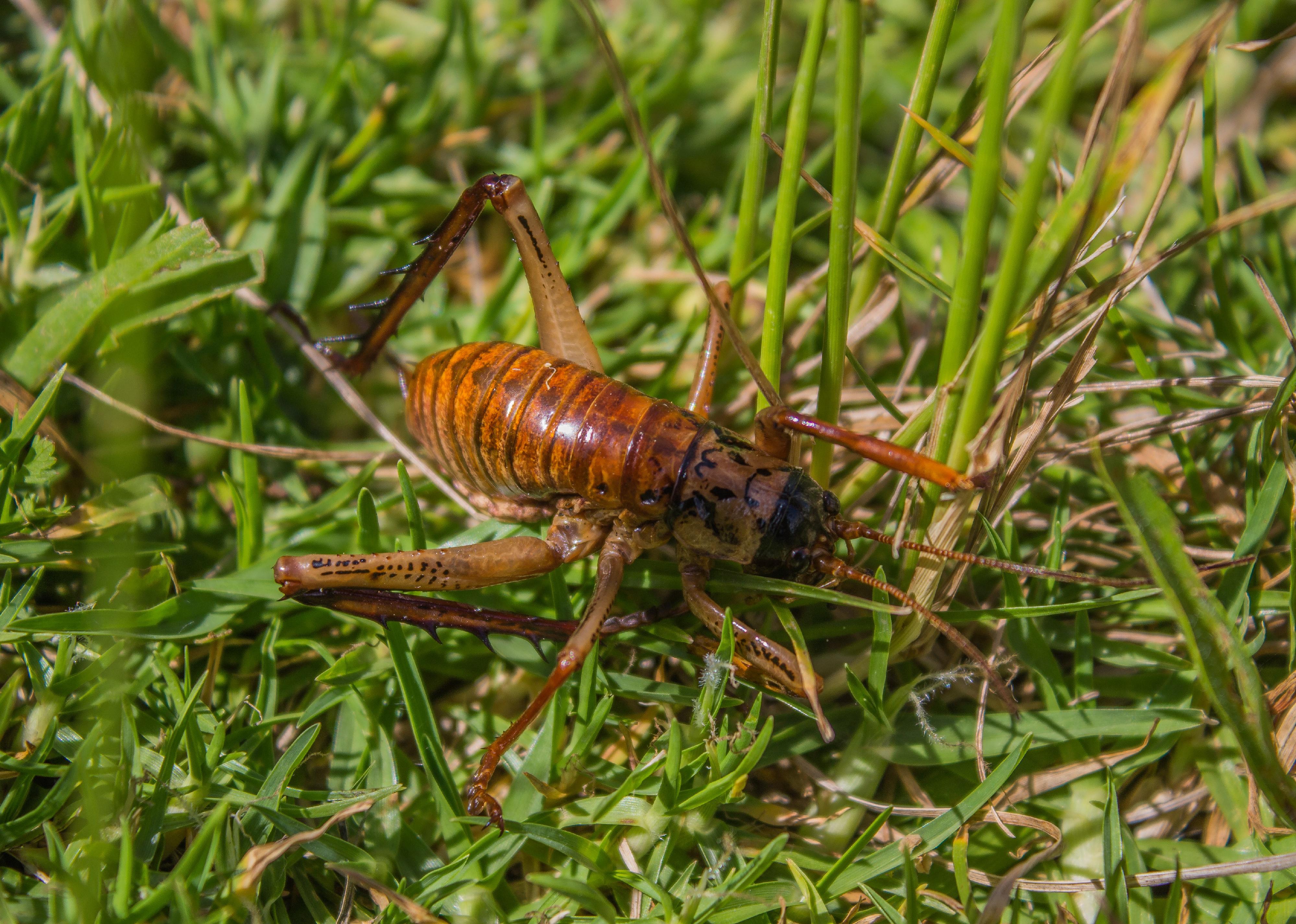 Giant grasshopper on grass.