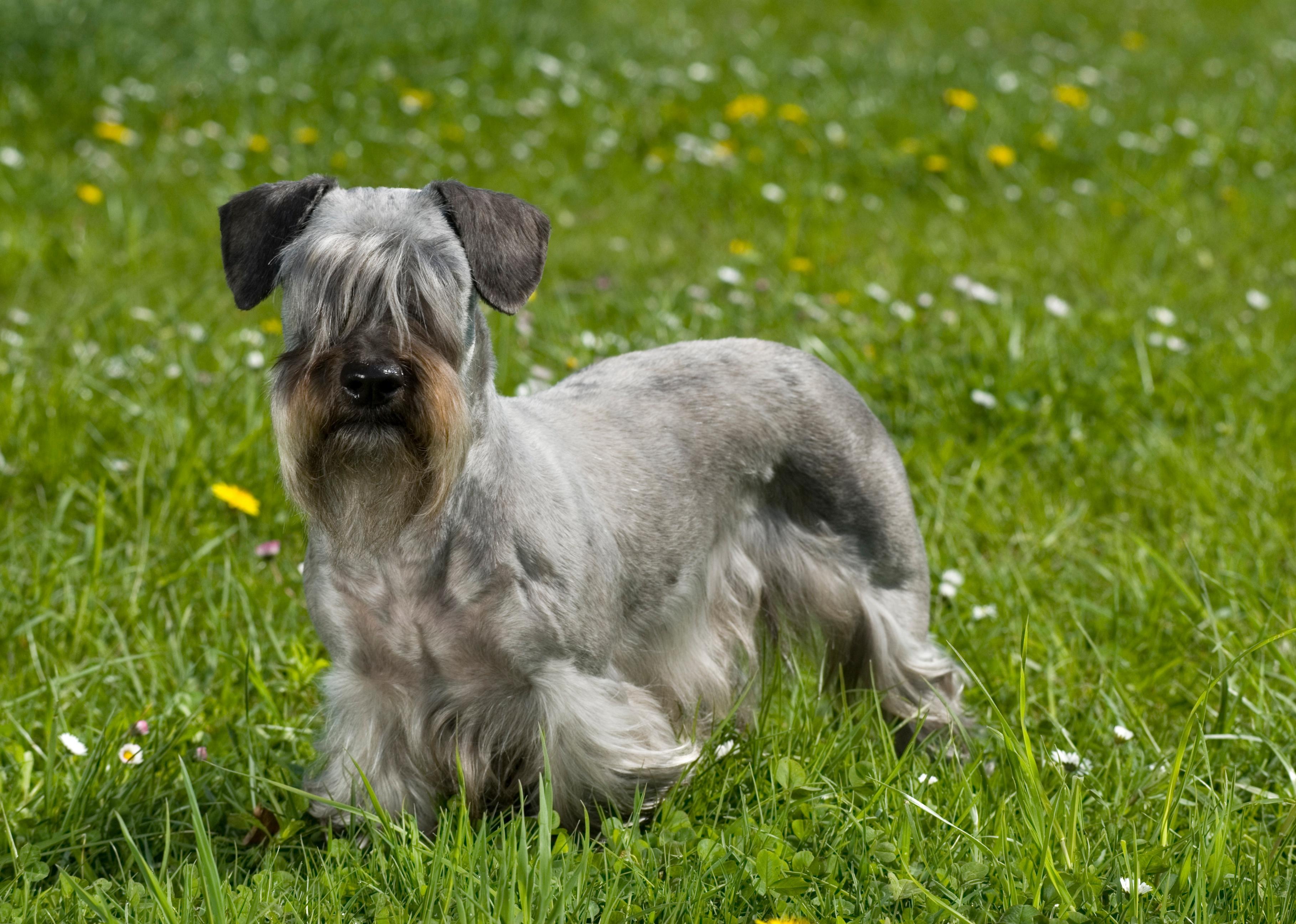 Cesky terrier standing in a flower meadow.