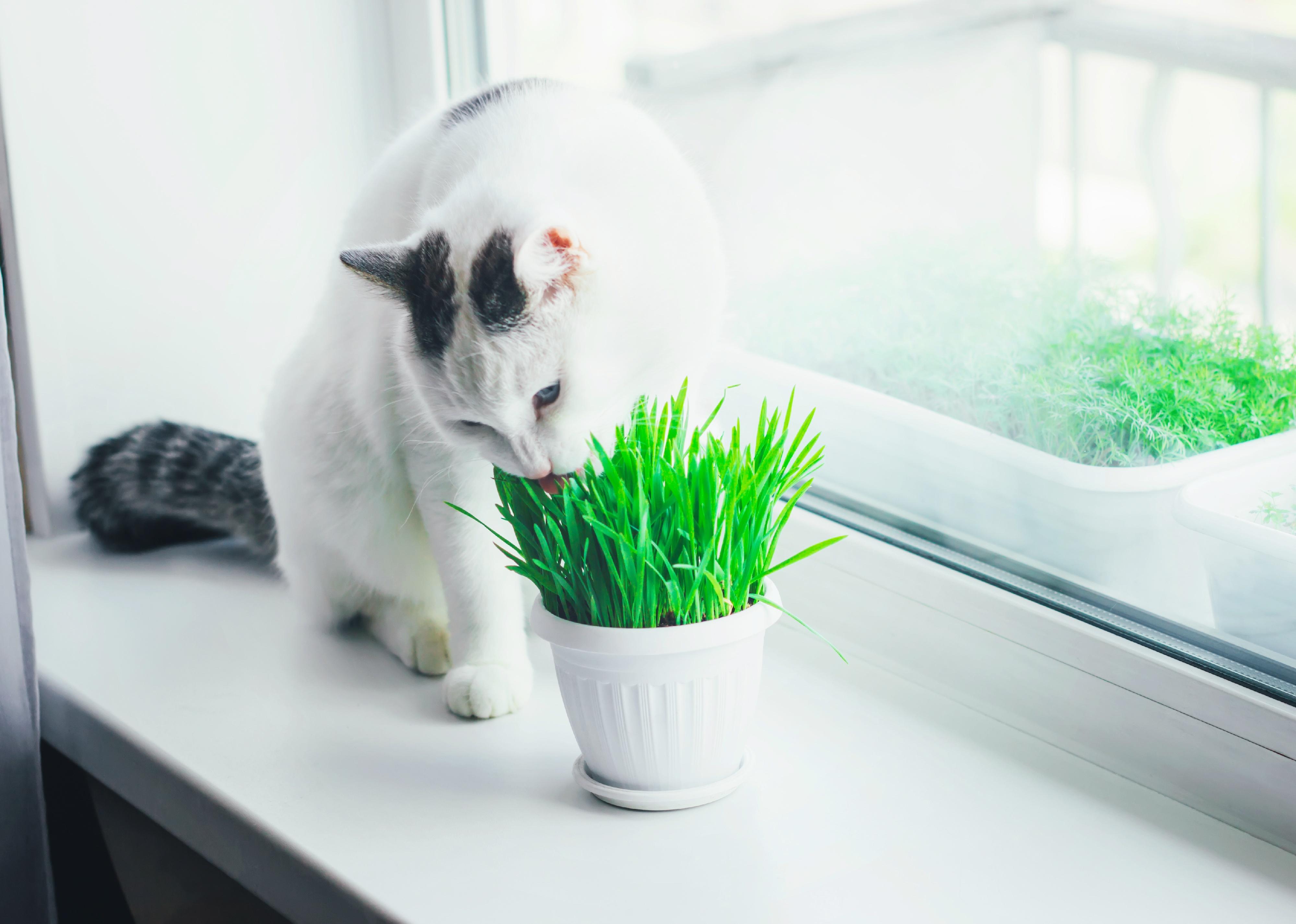 White cat eating green grass in a pot on the window sill