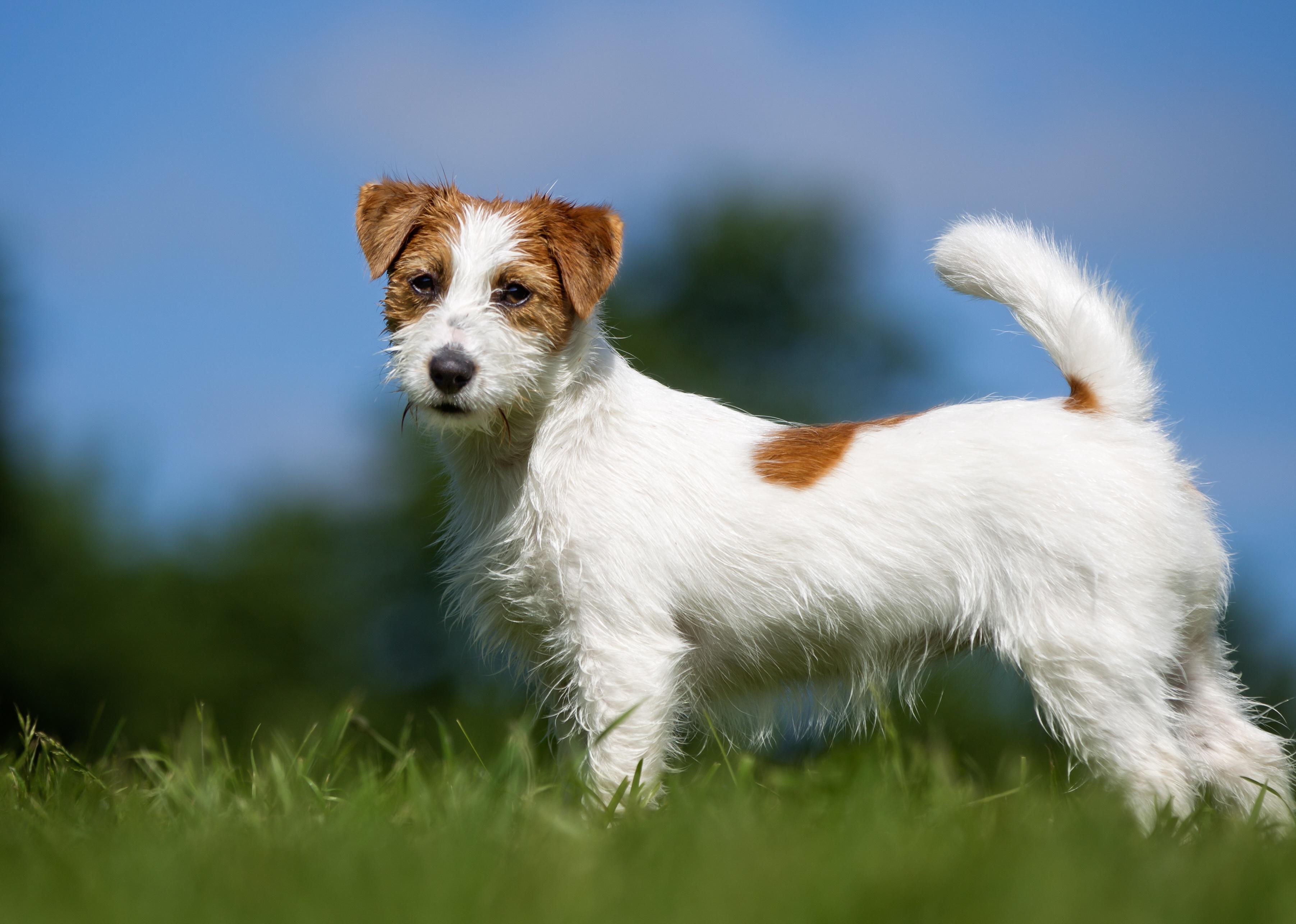 Russel Terrier dog outdoors in the nature on grass meadow on a summer day.