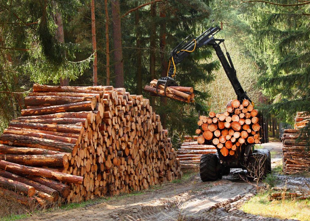 Lumberjack with modern harvester working in a forest