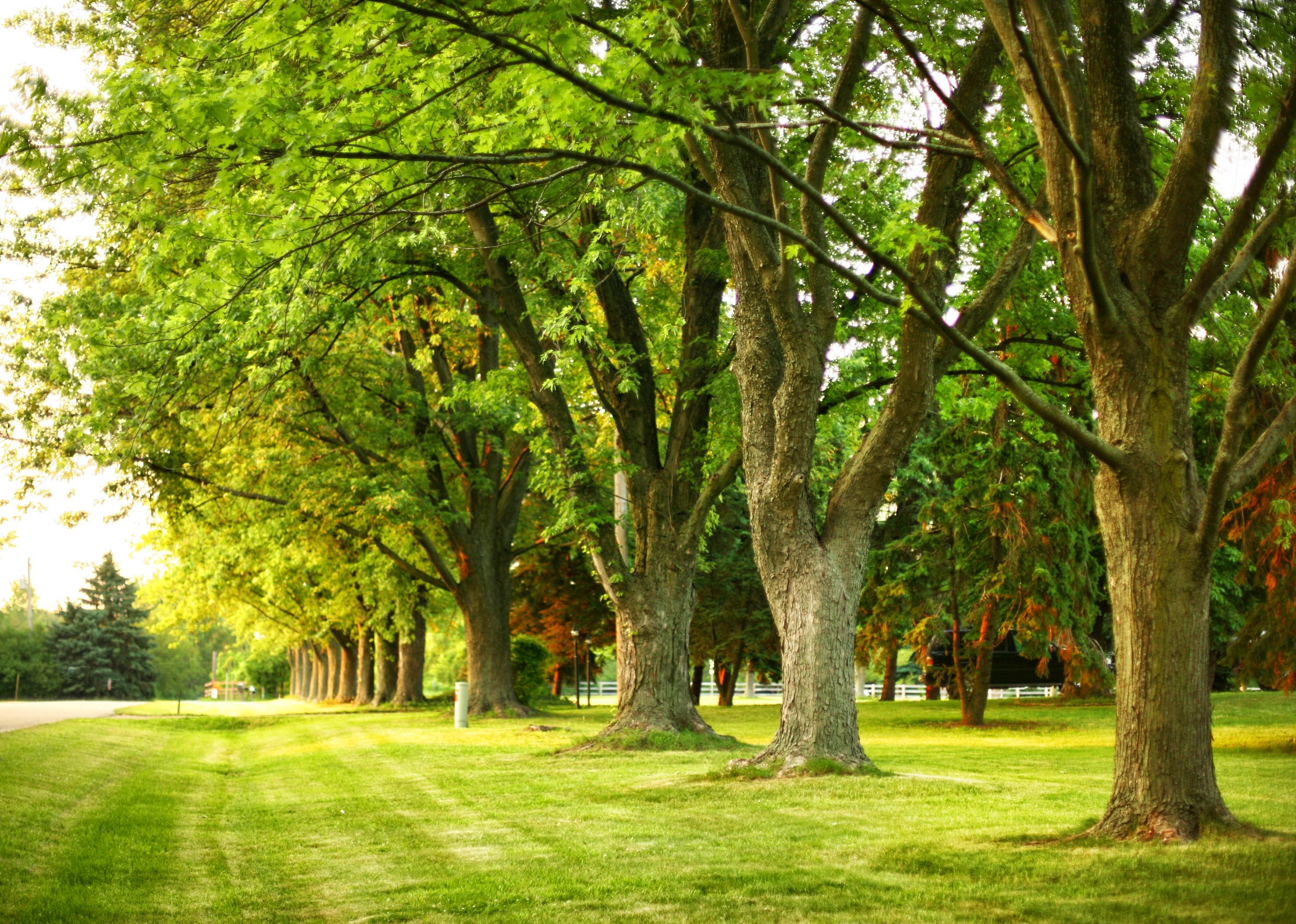 Park with giant oak trees in a suburban neighborhood.