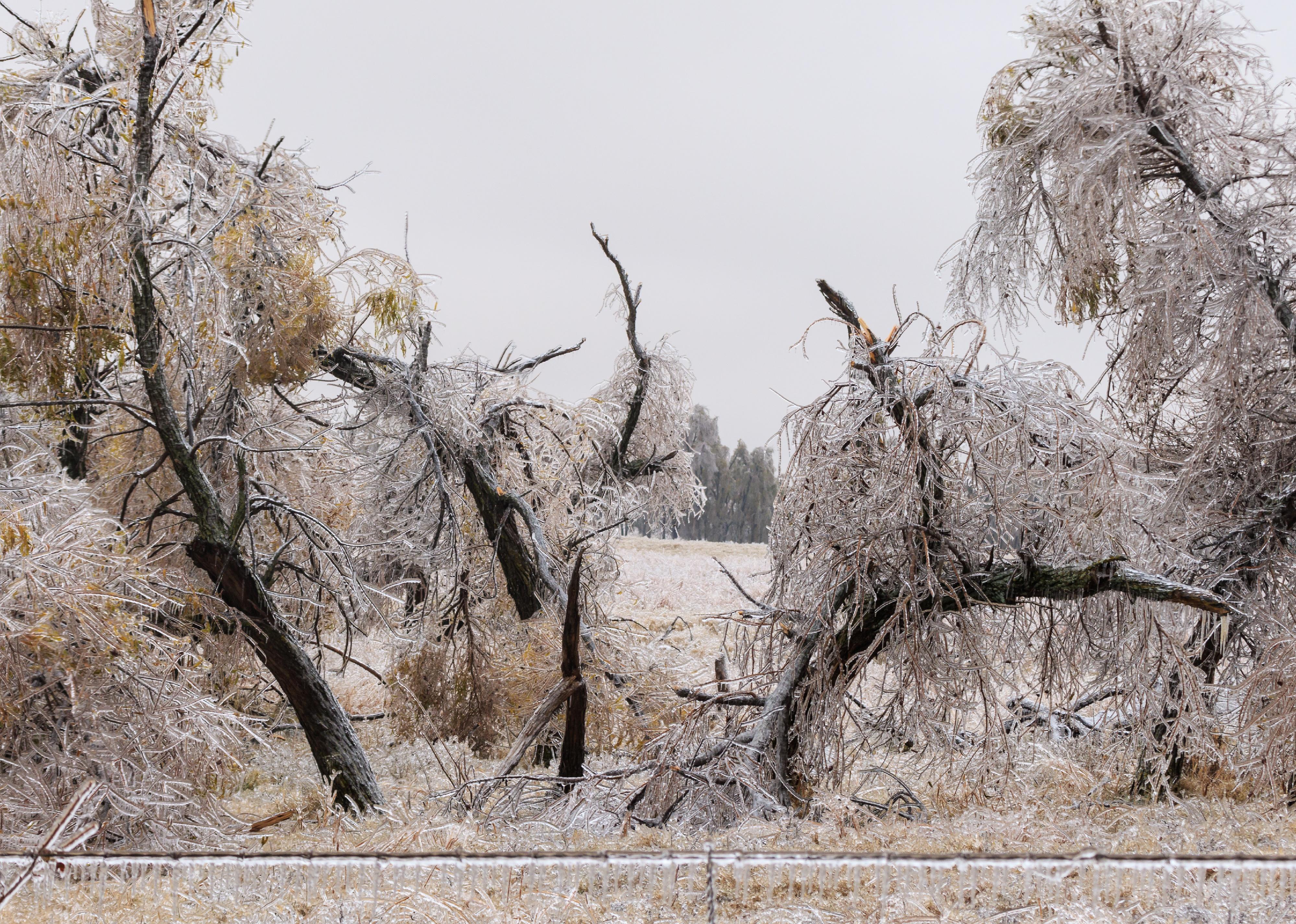 Trees covered in ice after an ice storm in Oklahoma.