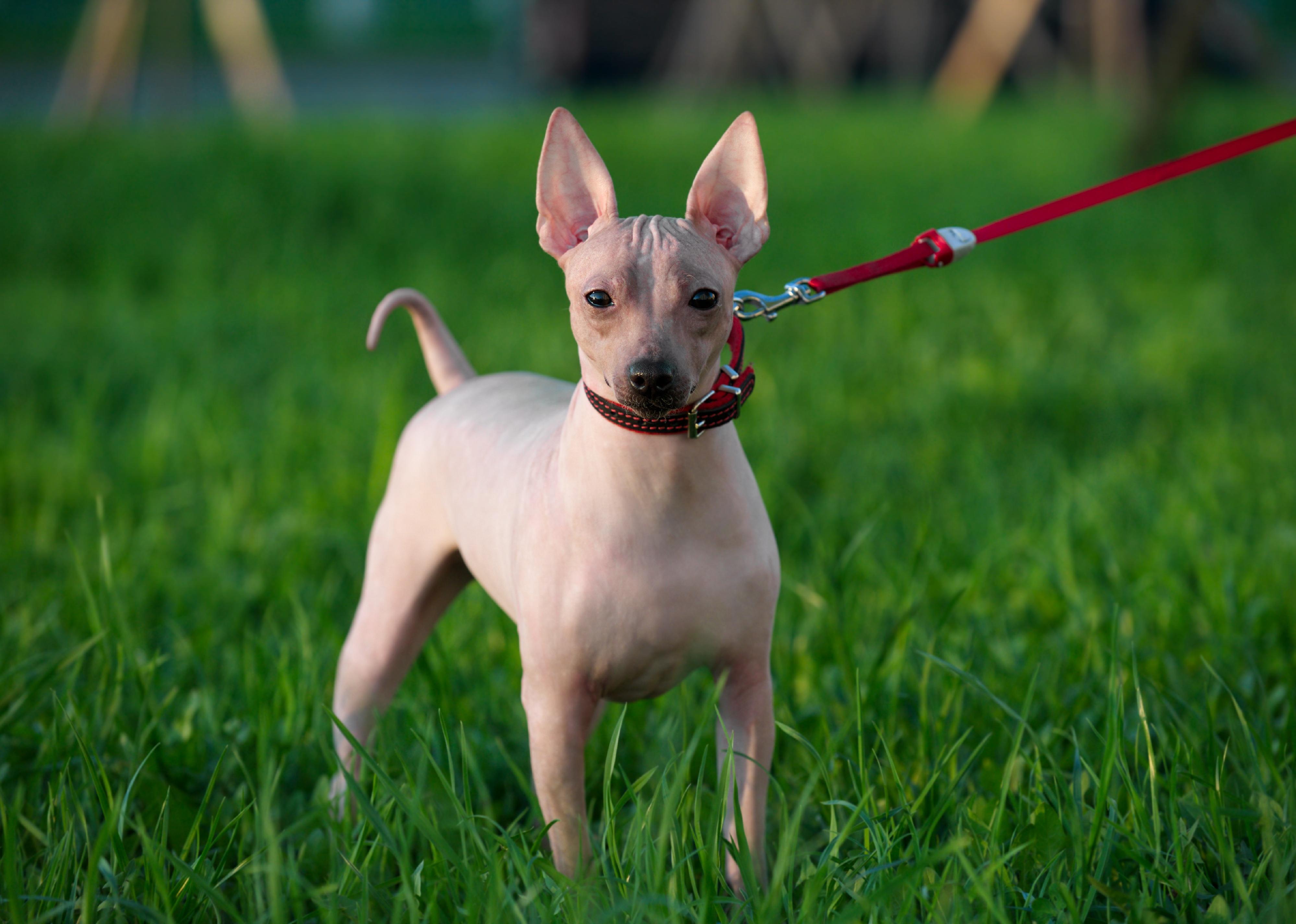 American Hairless Terrier with red leash standing on green lawn background in evening light.