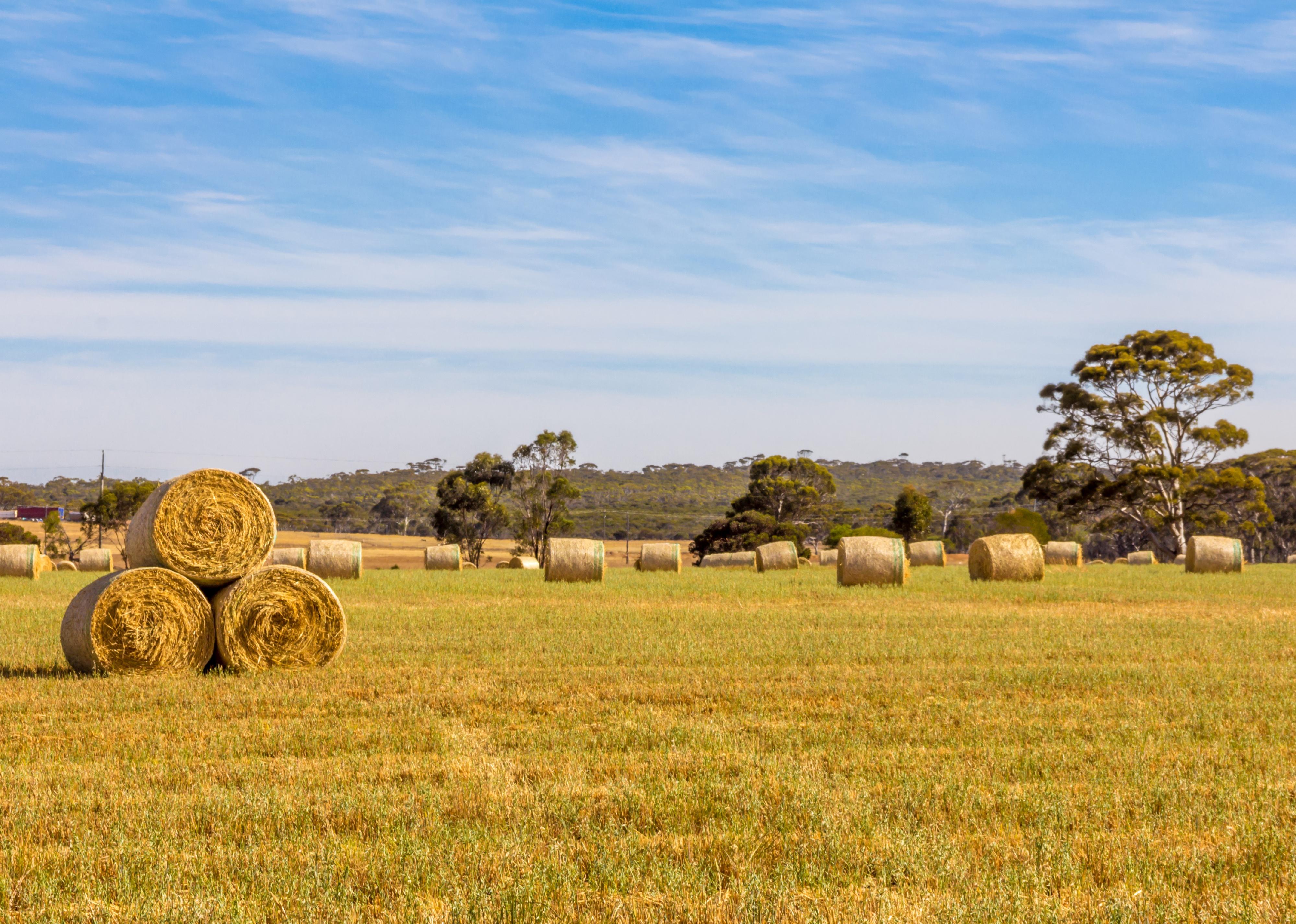 Round straw bales in harvested fields on a sunny day.