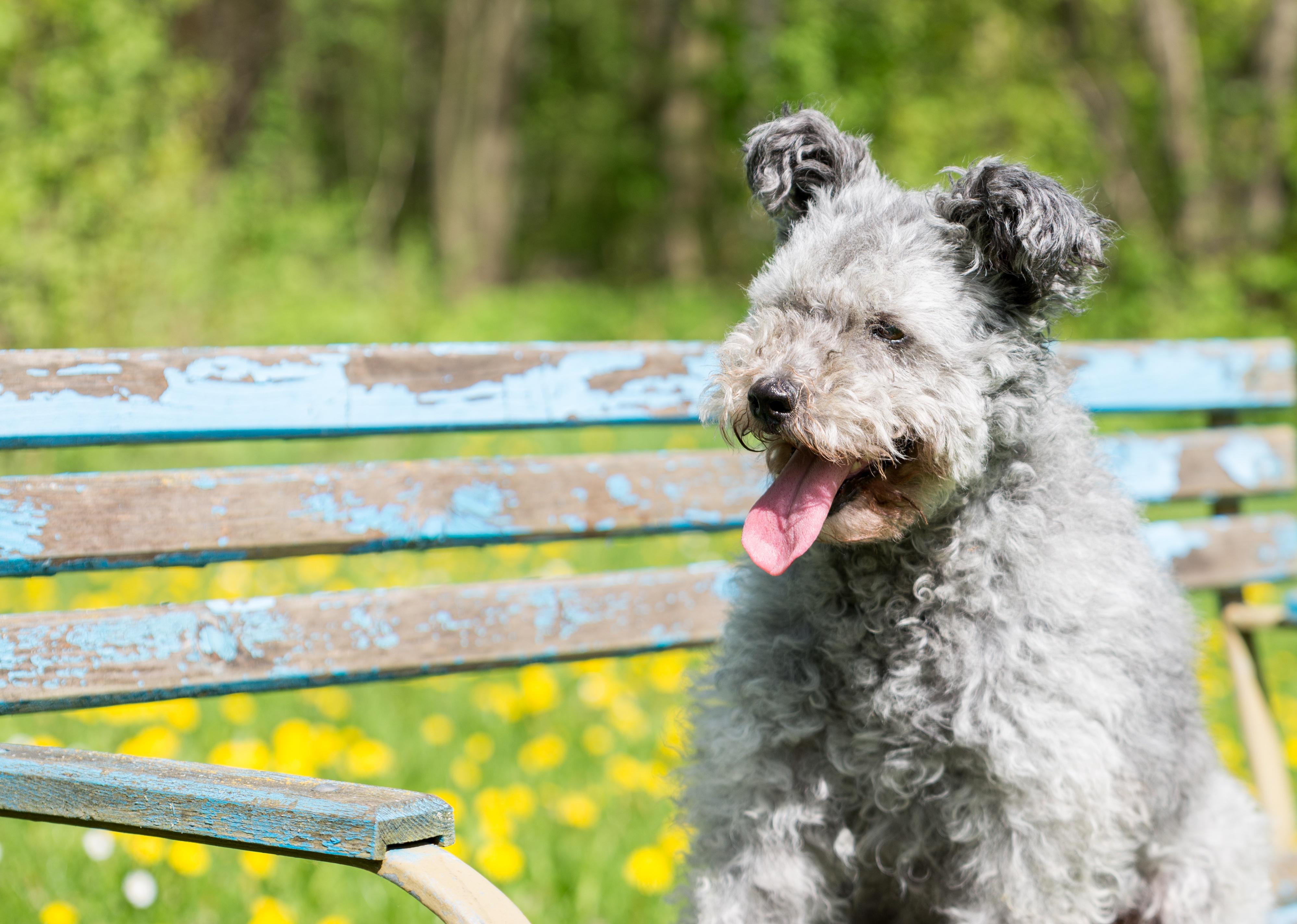 Pumi dog sitting on a bench.