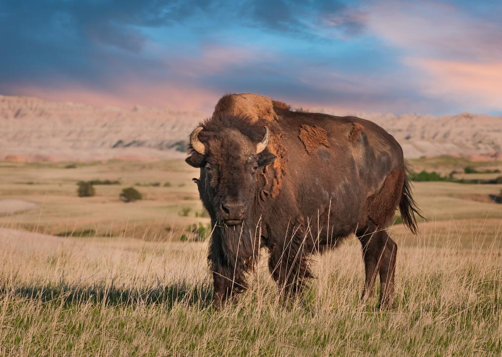 Badlands American bison bull with sunset behind it