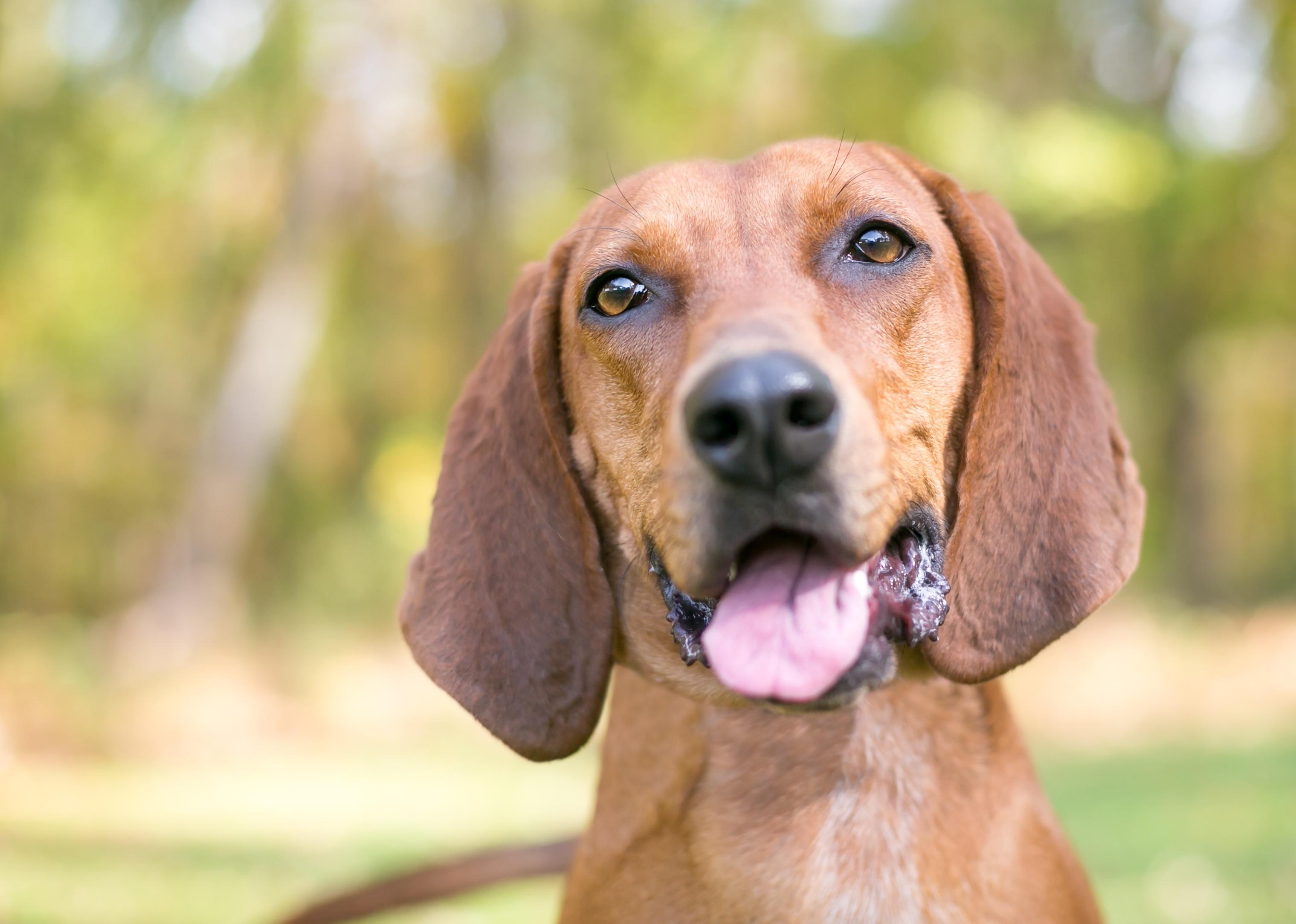 A Redbone Coonhound dog outdoors with a relaxed expression.