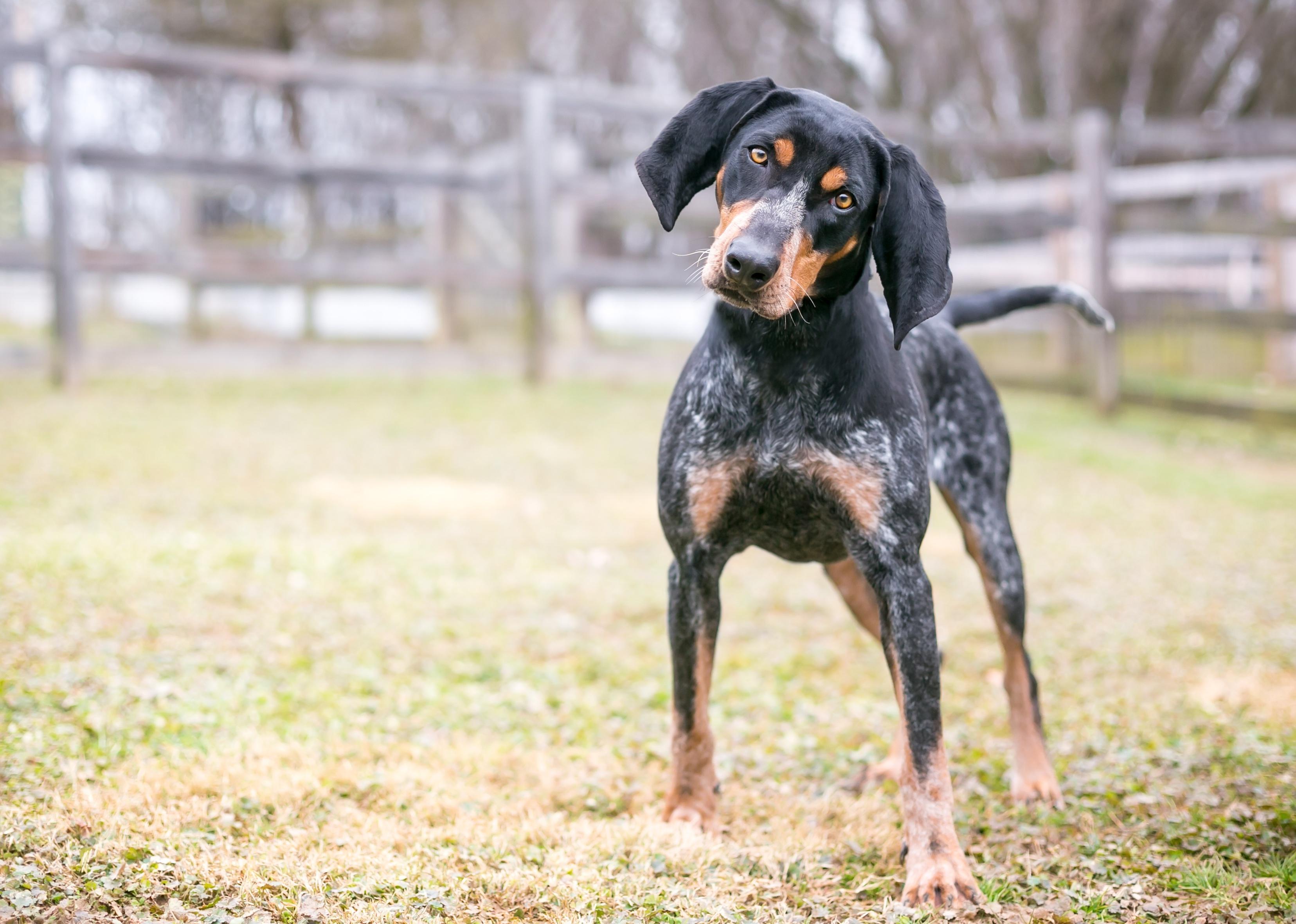 A Bluetick Coonhound dog outdoors listening with a head tilt.