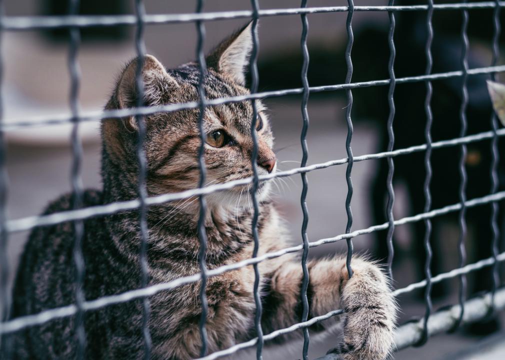 Kitty in Shelter