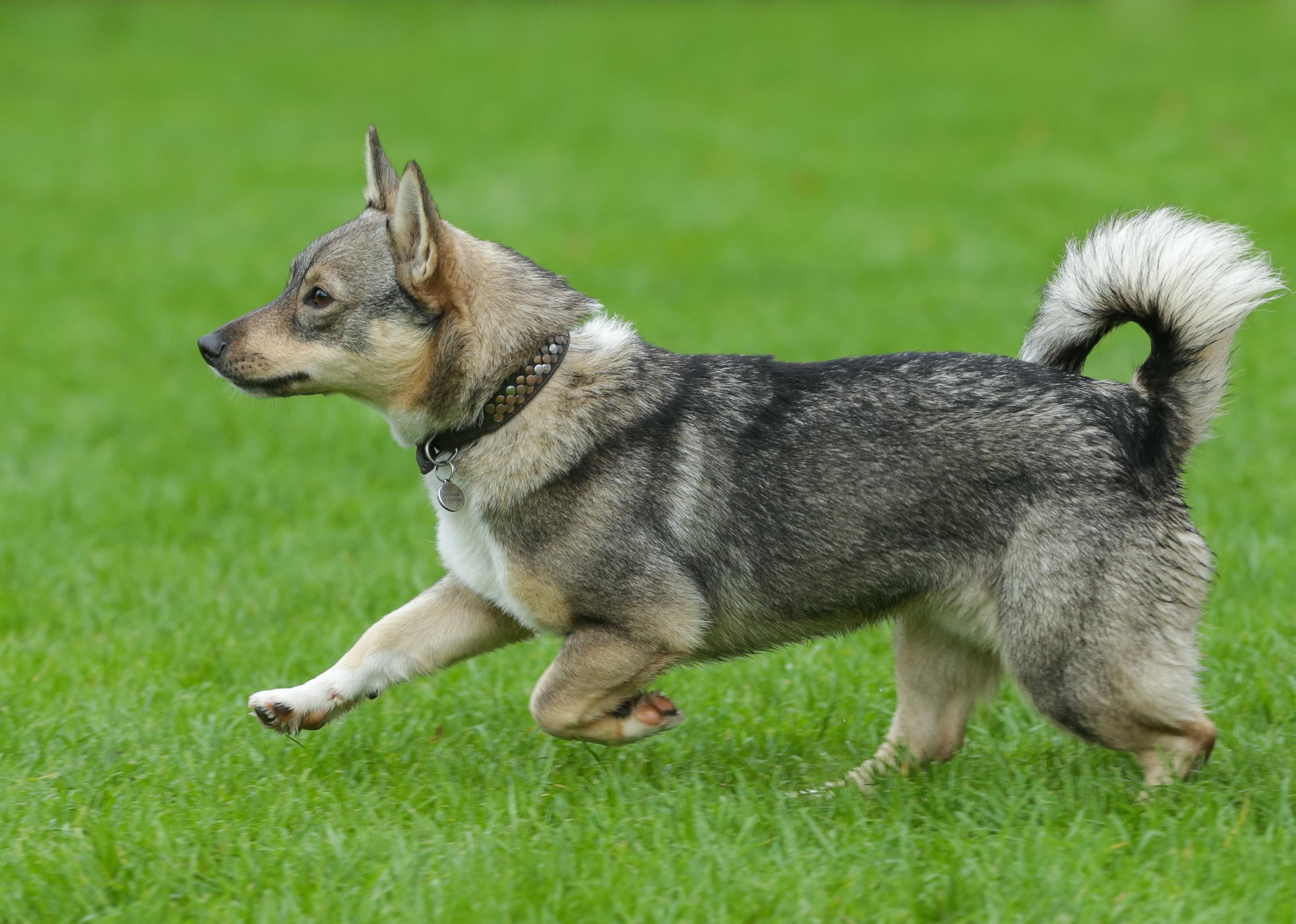 Swedish Vallhund running during an agility training..