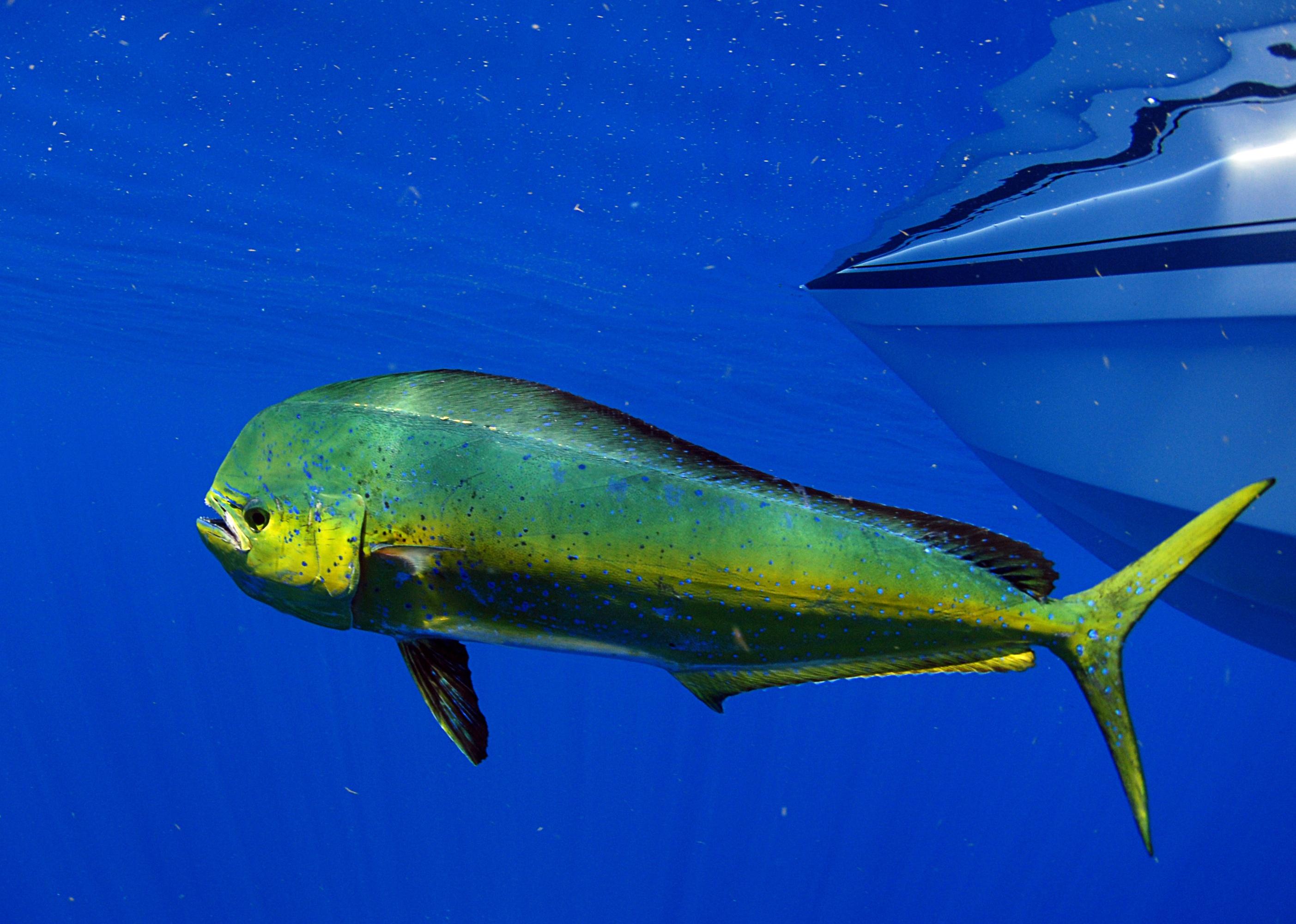 Dorado fish swimming by boat.