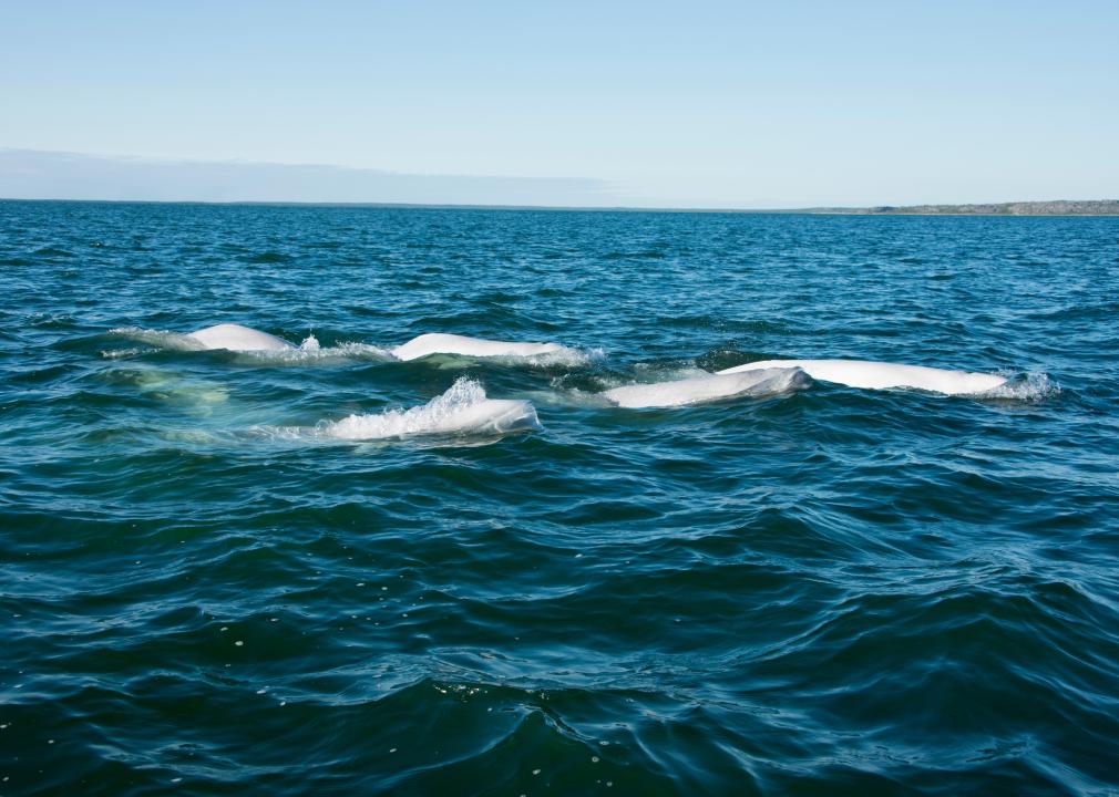 A pod of beluga whales in the ocean.