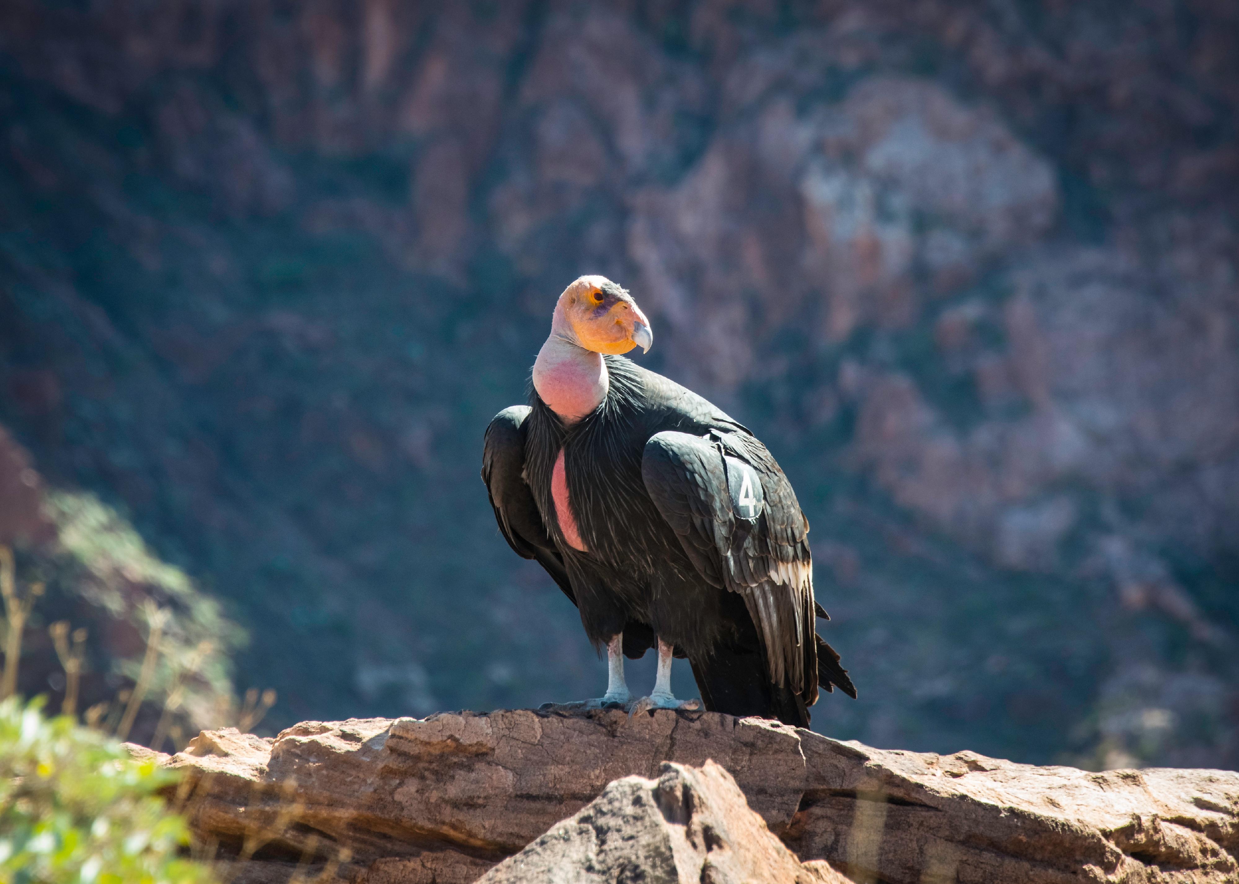 A California Condor in the Grand Canyon on a rock.