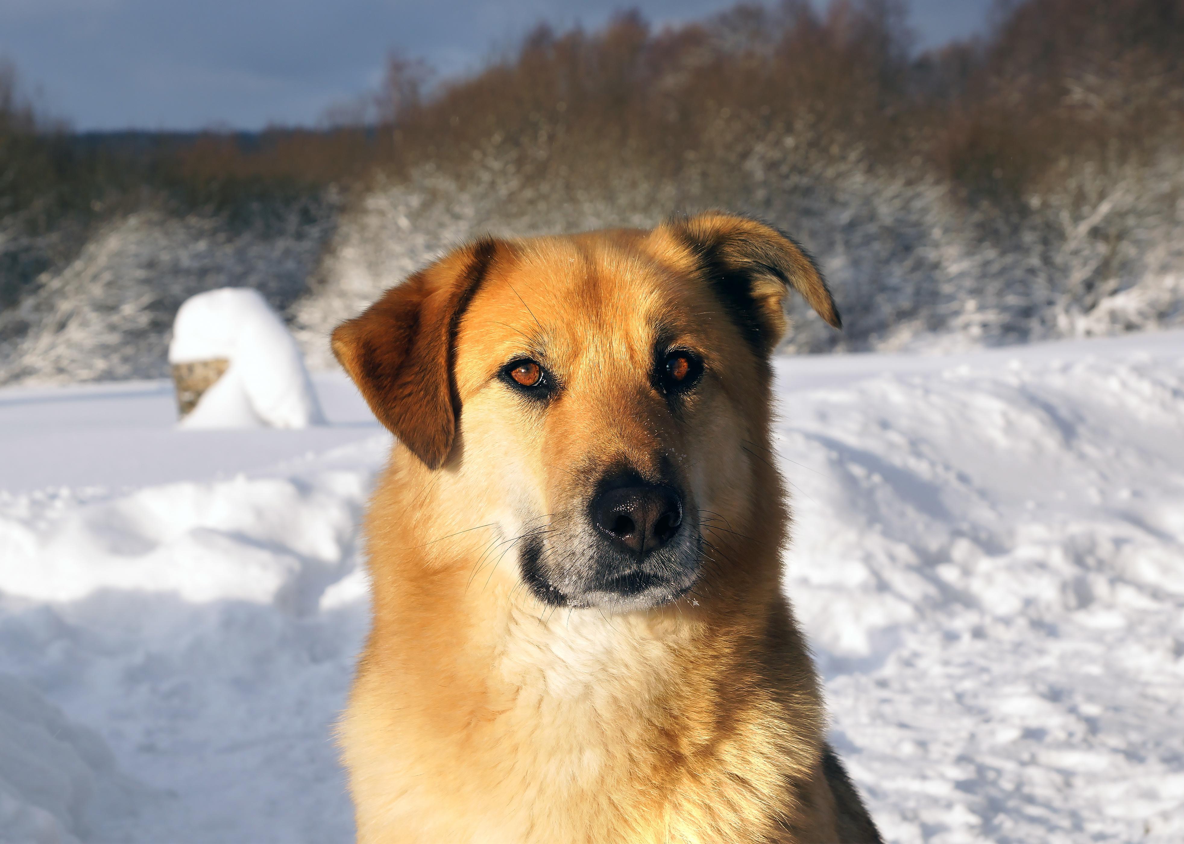 Chinook dog close up with winter background.