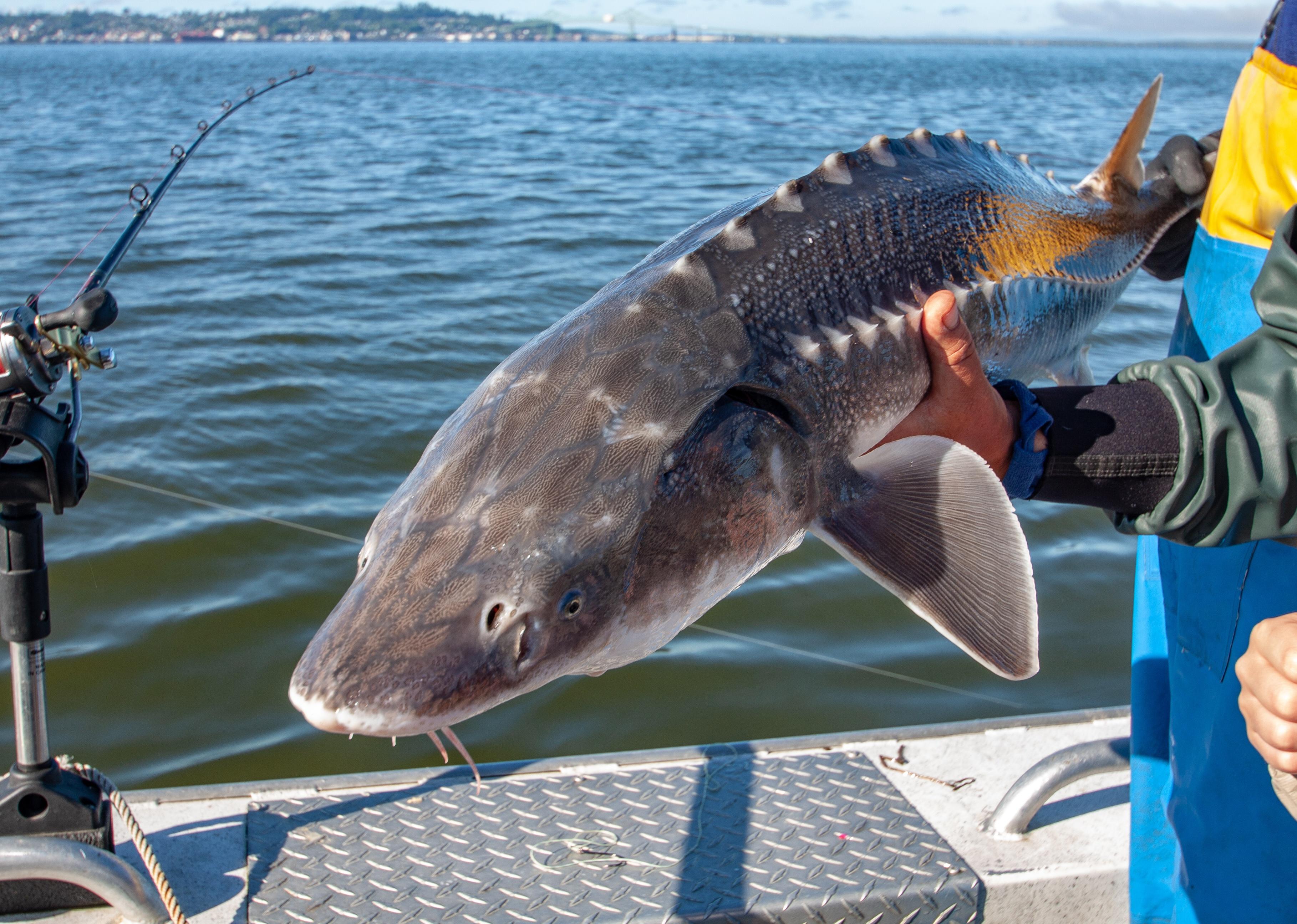 White sturgeon fishing catch and release.