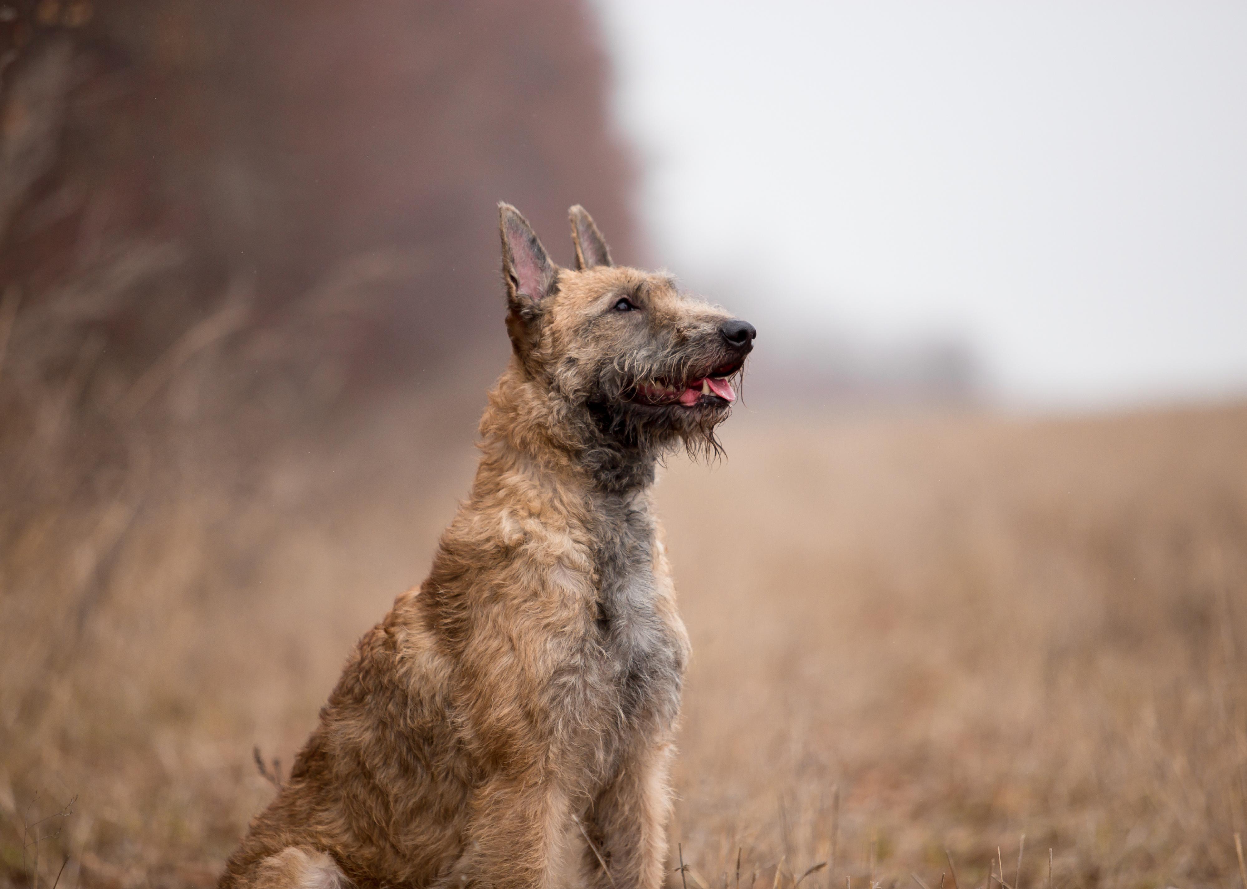 A Belgian Shepherd Lackenois sitting in a field.