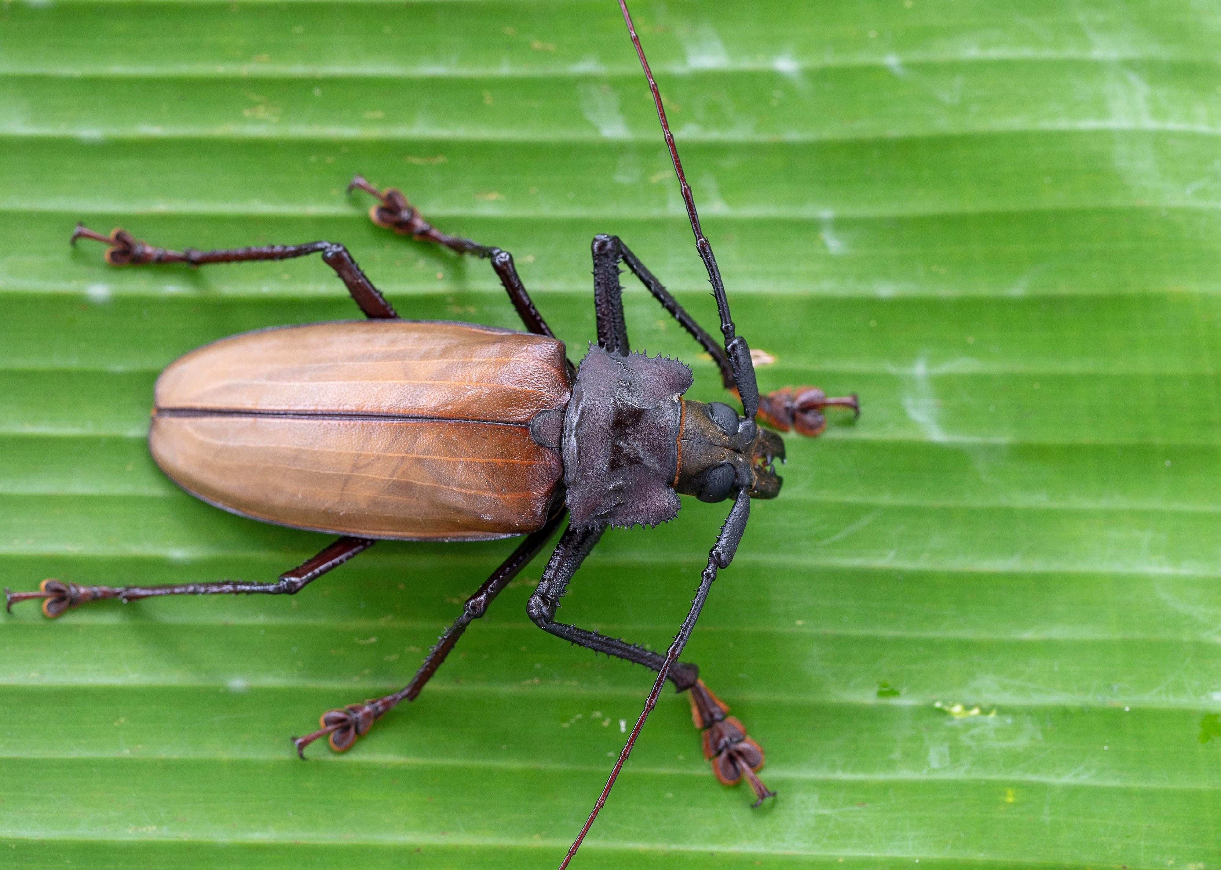 Close up of giant longhorn beetle on green leaf.