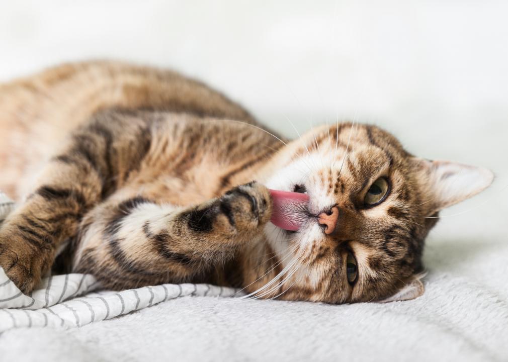 Cat Cleaning