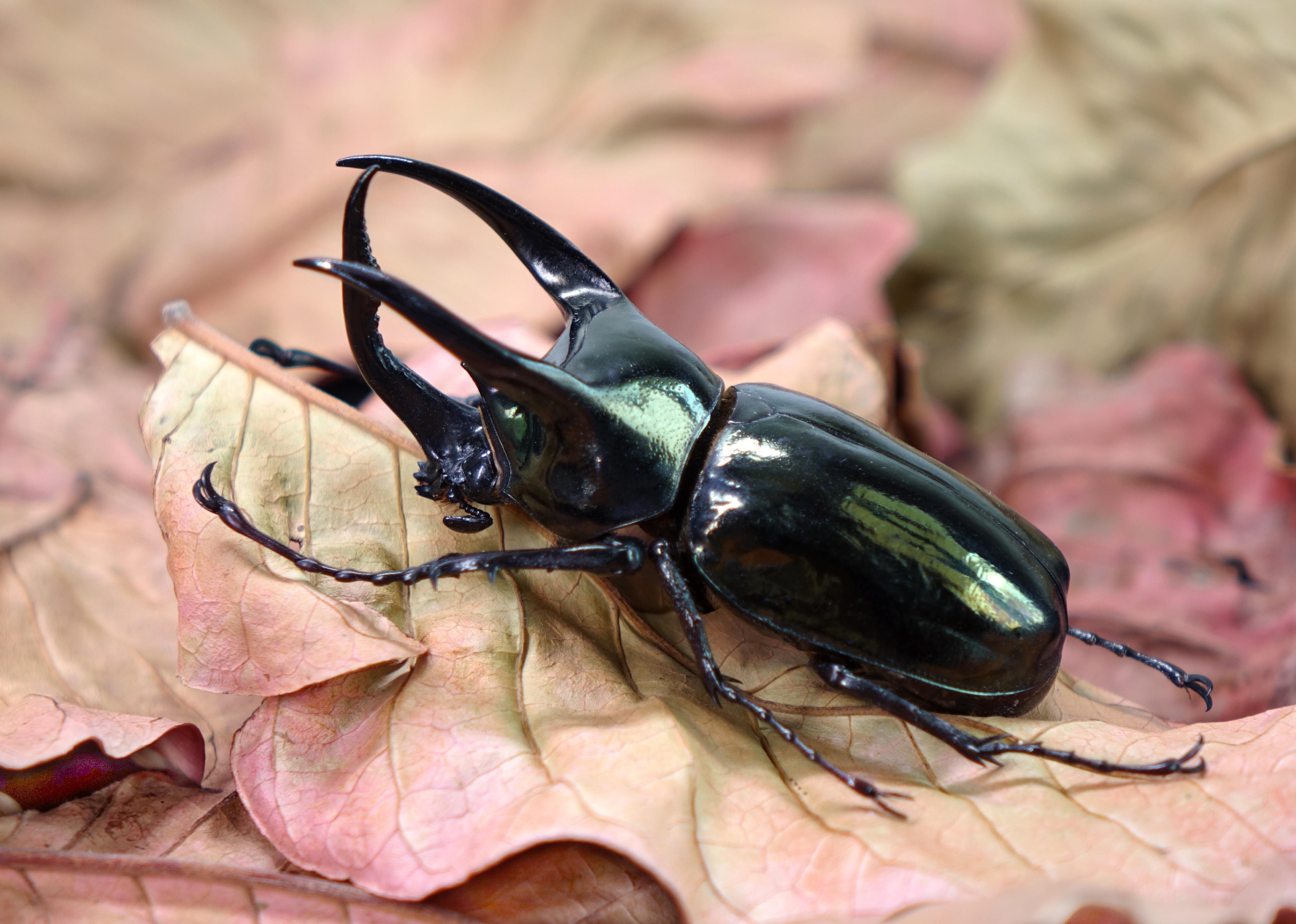 Atlas beetle on autumn leaf.