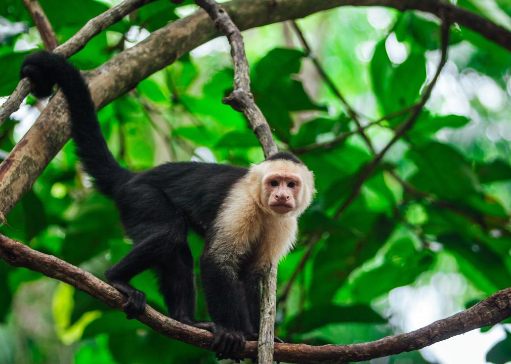 Portrait of a capuchin hanging in a tree in the jungle.