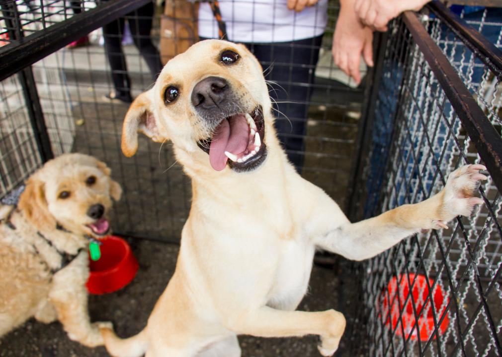 Happy Puppy