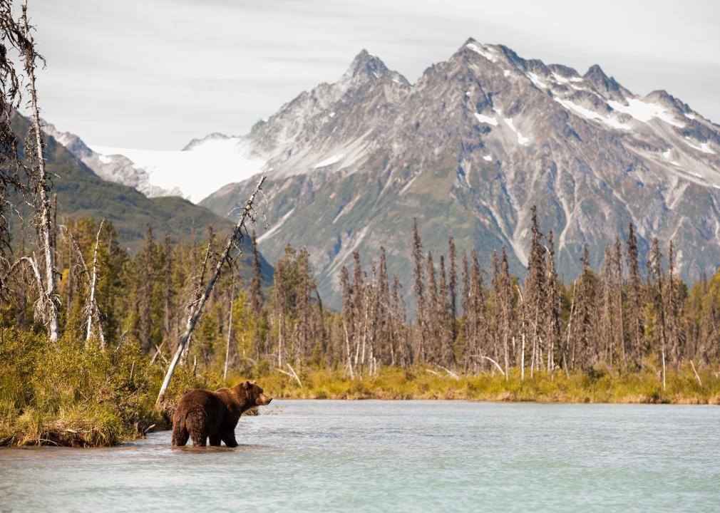 Brown Bear hunting for fish against an Alaskan landscape.