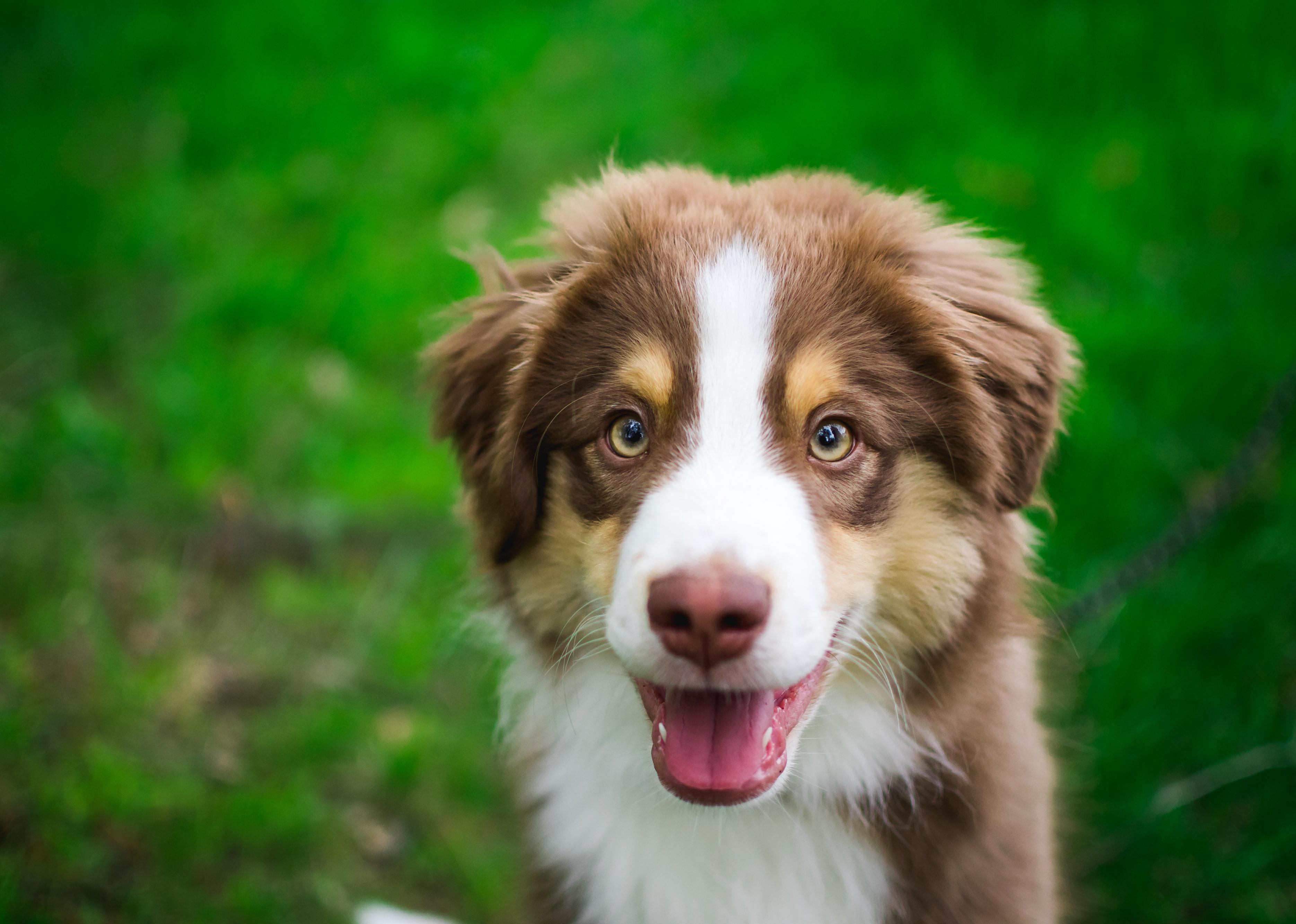 A brown and white Miniature American Shepherd looking into the camera with grass background.