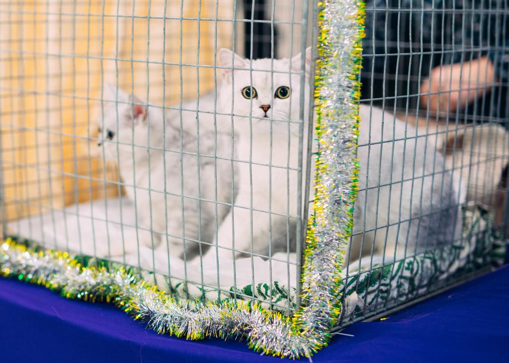 White Kittens